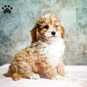 Peter, Miniature Poodle Puppy