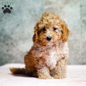 Piper, Miniature Poodle Puppy