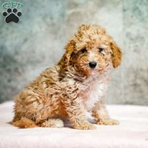 Piper, Miniature Poodle Puppy