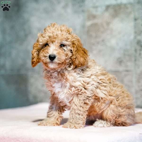 Piper, Miniature Poodle Puppy