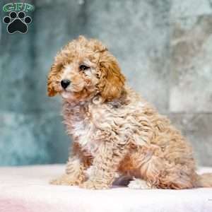 Piper, Miniature Poodle Puppy