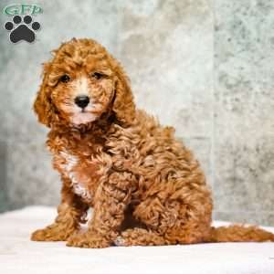 Polly, Miniature Poodle Puppy