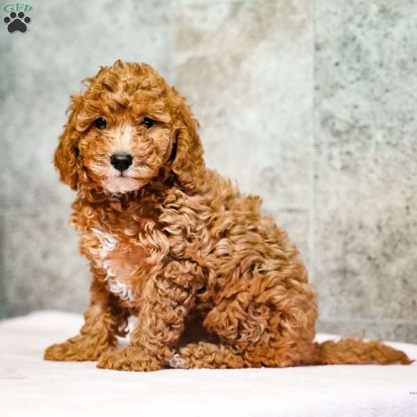 Polly, Miniature Poodle Puppy