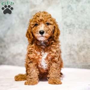 Polly, Miniature Poodle Puppy
