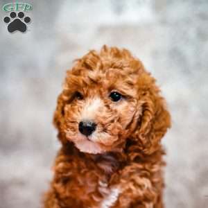 Polly, Miniature Poodle Puppy