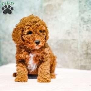 Penny, Miniature Poodle Puppy
