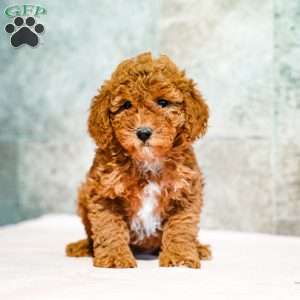 Penny, Miniature Poodle Puppy