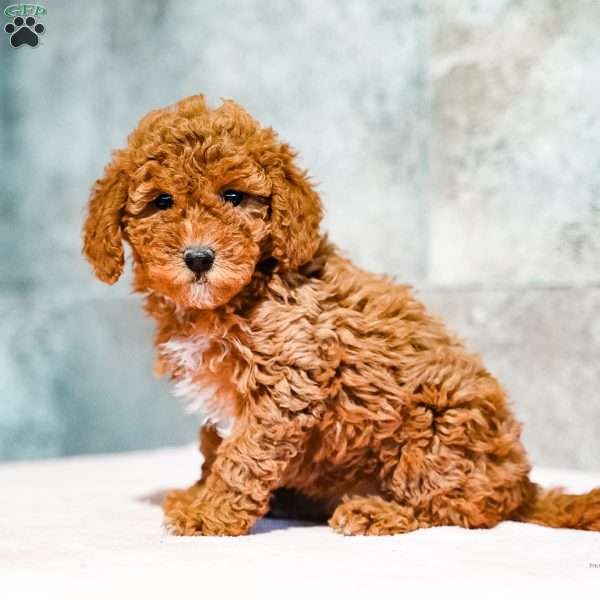 Penny, Miniature Poodle Puppy