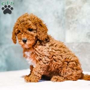 Penny, Miniature Poodle Puppy