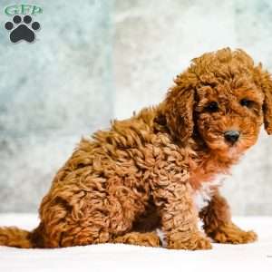 Penny, Miniature Poodle Puppy
