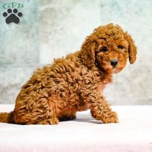 Penny, Miniature Poodle Puppy