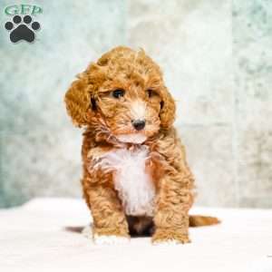 Pepto, Miniature Poodle Puppy