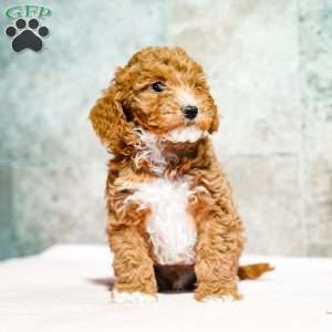 Pepto, Miniature Poodle Puppy