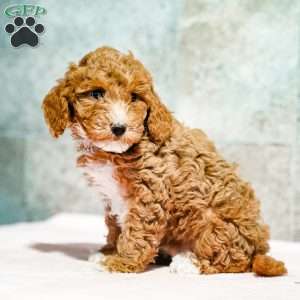 Pepto, Miniature Poodle Puppy