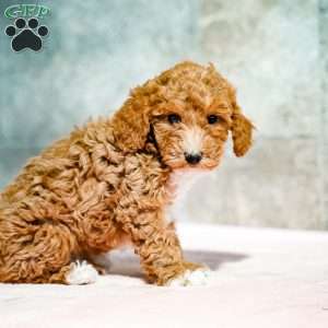 Pepto, Miniature Poodle Puppy