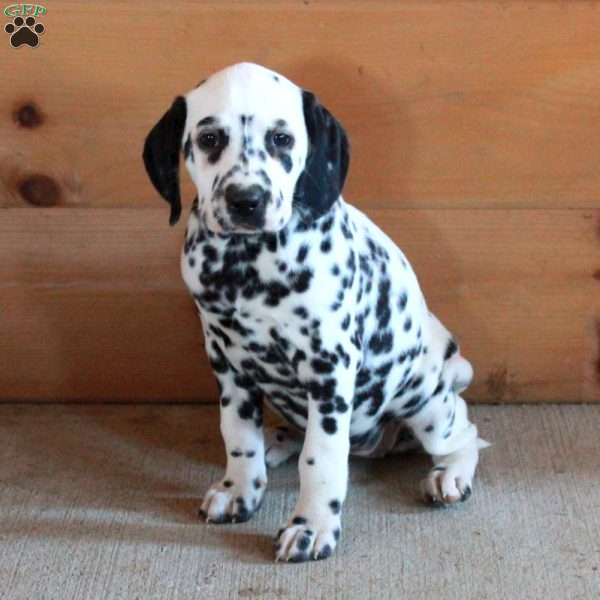 Sabrina, Dalmatian Puppy