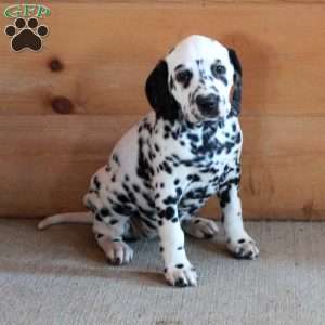 Sabrina, Dalmatian Puppy