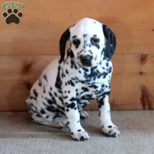 Sabrina, Dalmatian Puppy
