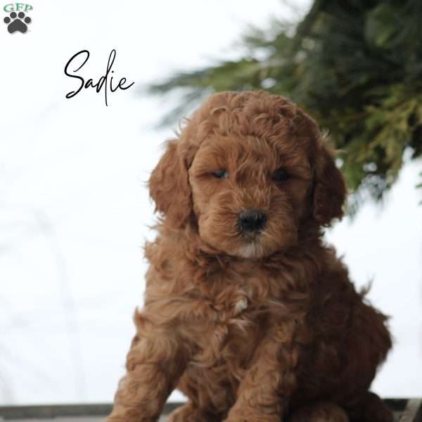 Sadie, Mini Goldendoodle Puppy