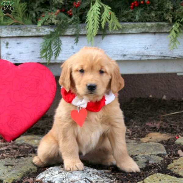 Saffron, Golden Retriever Puppy
