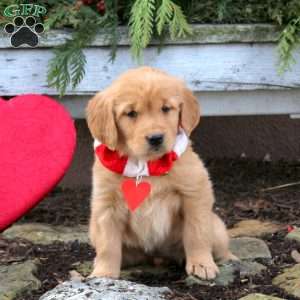 Saffron, Golden Retriever Puppy