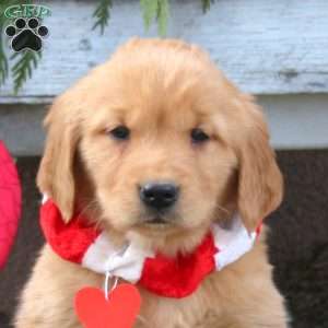 Saffron, Golden Retriever Puppy
