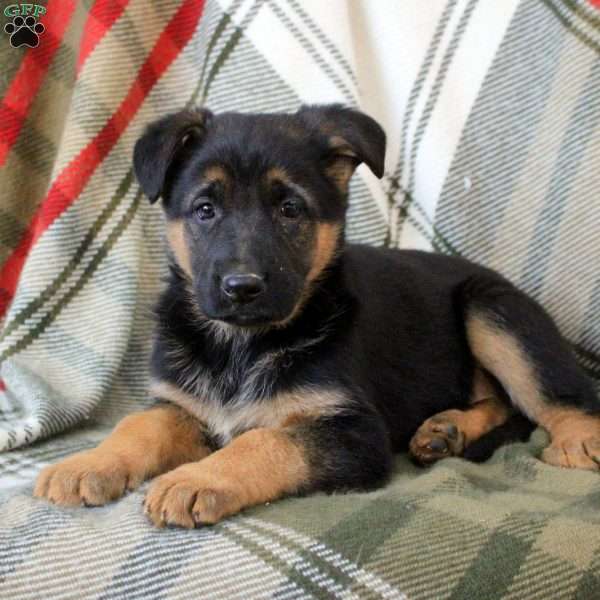 Sage, German Shepherd Puppy