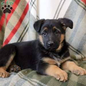 Sage, German Shepherd Puppy
