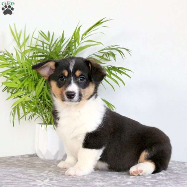 Sally, Pembroke Welsh Corgi Puppy