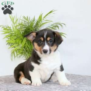 Sally, Pembroke Welsh Corgi Puppy