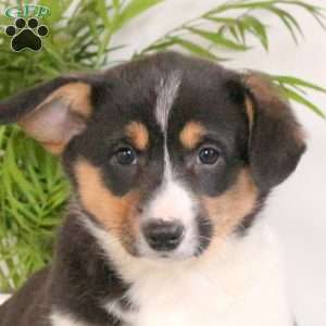 Sally, Pembroke Welsh Corgi Puppy