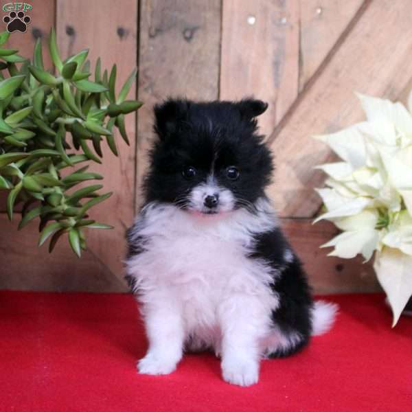 Salt & Pepper, Pomeranian Puppy