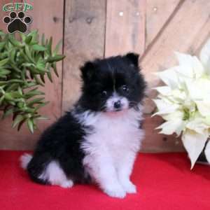 Salt & Pepper, Pomeranian Puppy