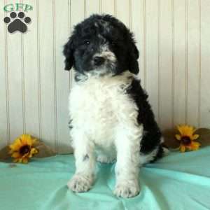 Sam, Borderdoodle Puppy