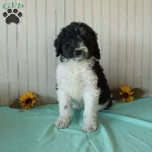 Sam, Borderdoodle Puppy