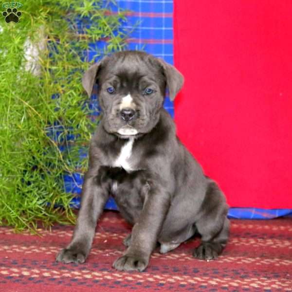 Sam, Cane Corso Puppy