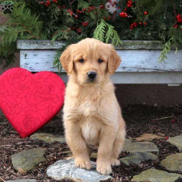 Sammy, Golden Retriever Puppy