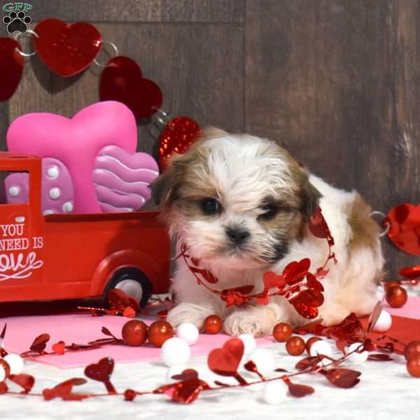 Sammy, Shih Tzu Puppy