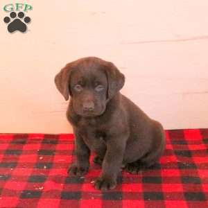 Sammy, Charcoal Labrador Retriever Puppy