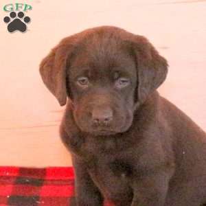 Sammy, Charcoal Labrador Retriever Puppy