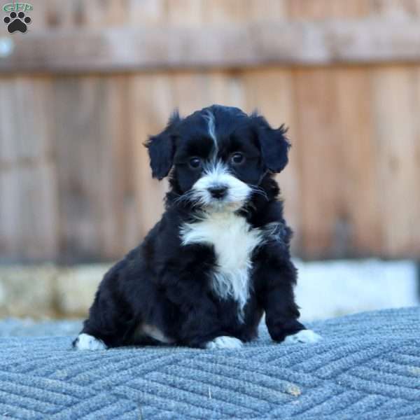 Sammy, Havapoo Puppy