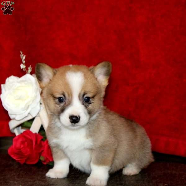 Sammy, Pembroke Welsh Corgi Puppy