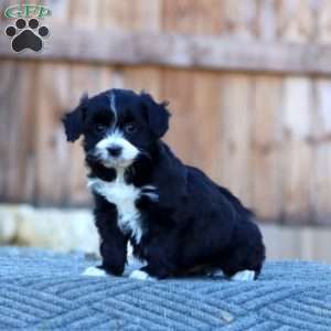 Sammy, Havapoo Puppy