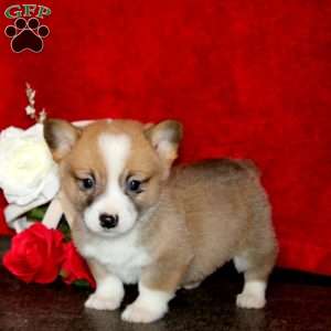 Sammy, Pembroke Welsh Corgi Puppy