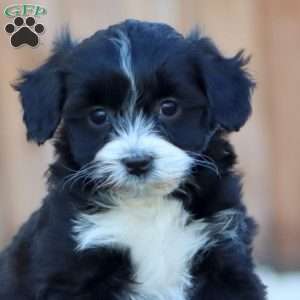 Sammy, Havapoo Puppy