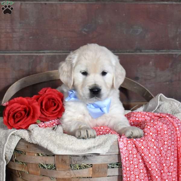 Samson, English Cream Golden Retriever Puppy