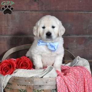 Samson, English Cream Golden Retriever Puppy