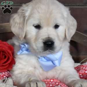 Samson, English Cream Golden Retriever Puppy