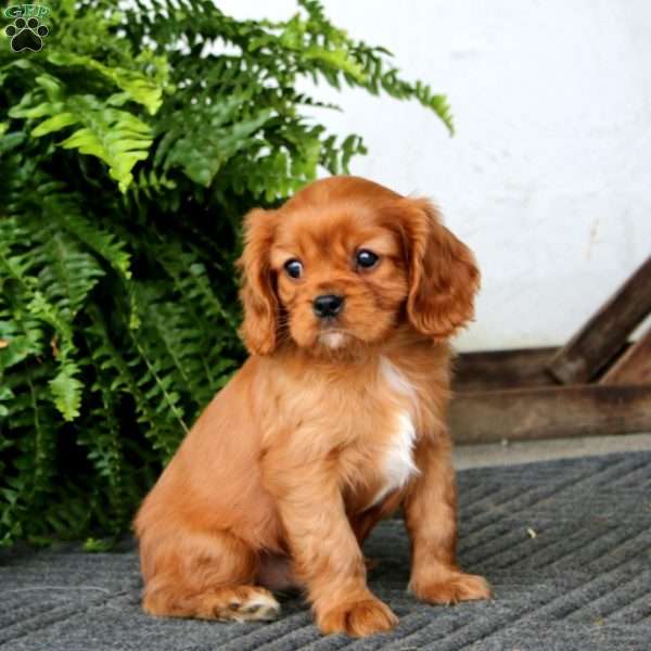 Samson, Cavalier King Charles Spaniel Puppy