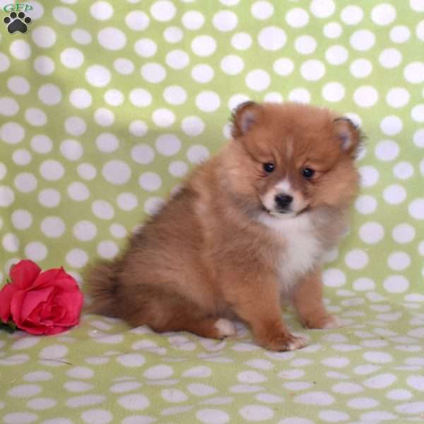 Sandy, Pomeranian Puppy
